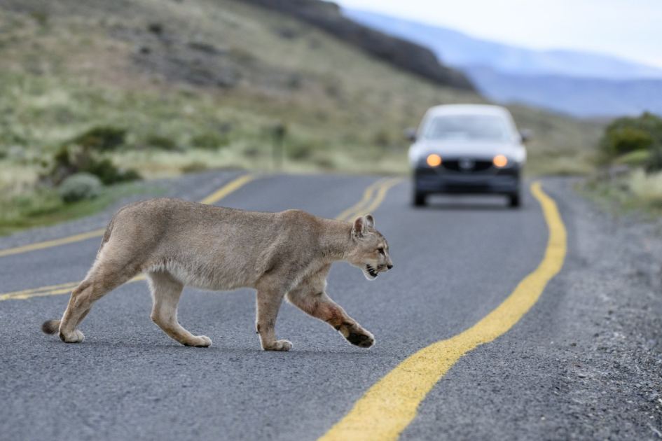 Large predators reduce car accidents by keeping deer off roads
