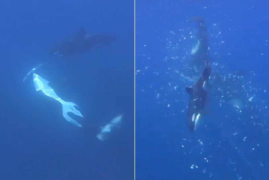Orcas filmed making sunfish explode by ramming them at high speed