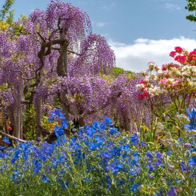 My Husband Is a Professional Gardener – This Is the One High-Maintenance Plant He Says Is Worth the Effort