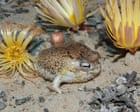 Species’ ingenious survival strategies no match for human destruction, red list reveals