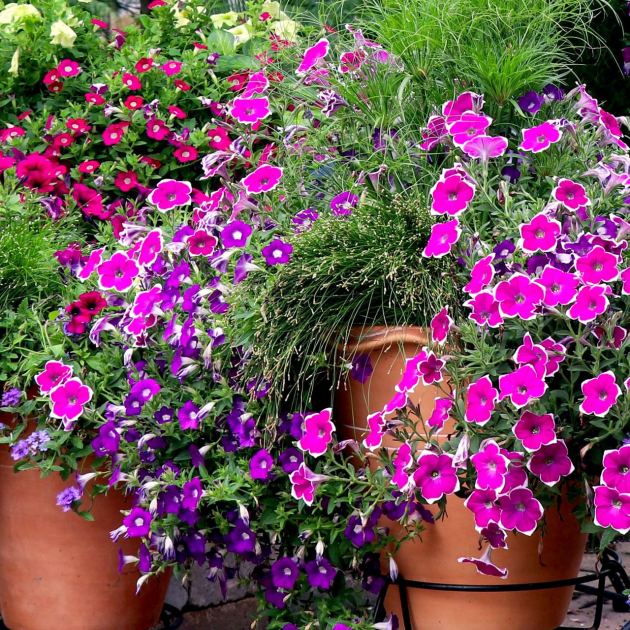 It’s Not Too Late to Plant These 6 Gorgeous Container Recipes for Showstopping Color Into Fall 