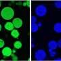 Charge-based strategy improves controlled delivery of therapeutic peptides from gelatin-based materials