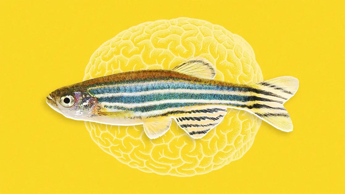 Scientists Found a Hidden Brain Signal That Predicts Social Behavior Before It Happens