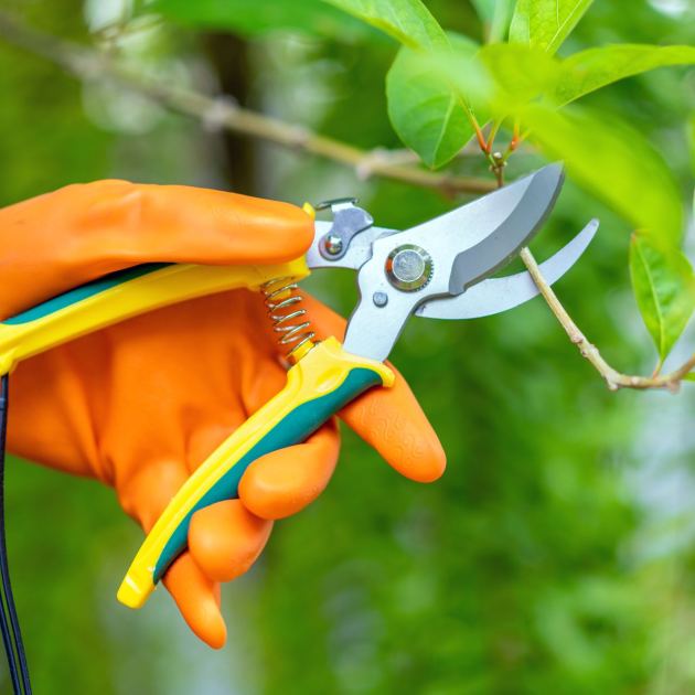  Be Fearless & Prune These 7 Plants in May – Here’s EXACTLY How Much to Snip Off Garden Shrubs to Get Way More Flowers 