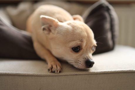Petition: Help Free Apollo the Chihuahua from Alleged Abuser in New York