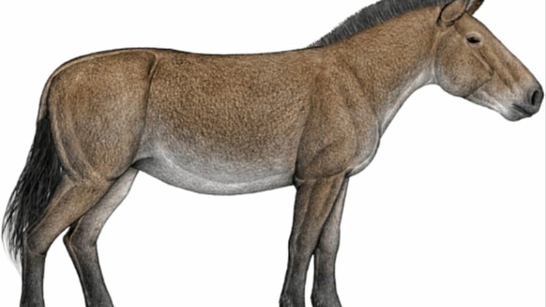 Horses originated in America and reached Europe through China, fossil DNA reveals