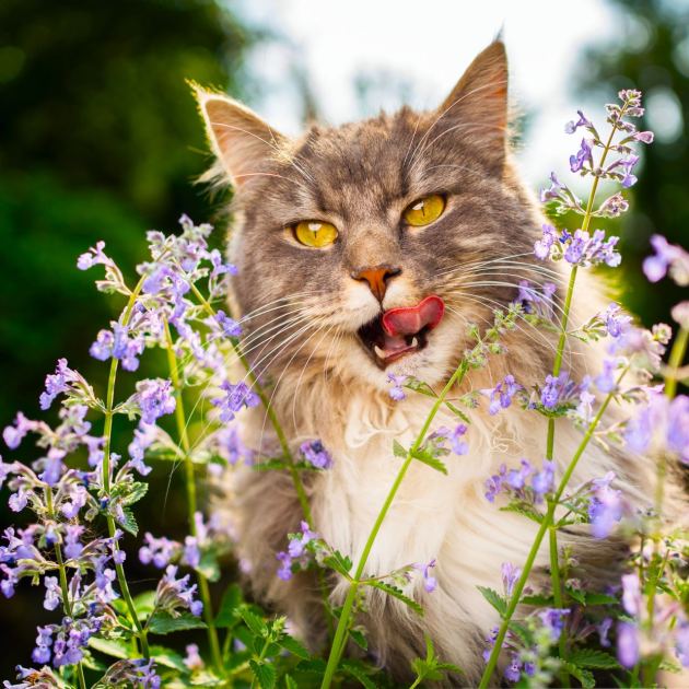  My Cats Adore These Three Garden Plants and That Makes Me So Happy 