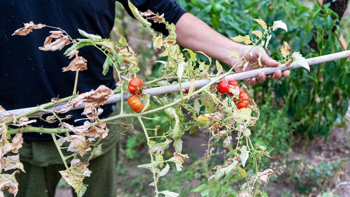  I Never Pull Up My Tomato Plants After Harvest Without Doing These 7 Things First 