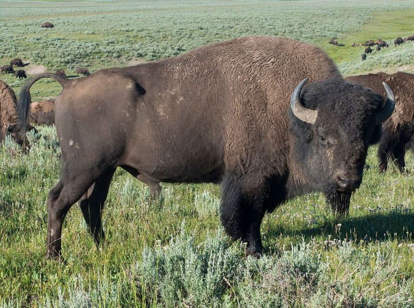 A bison tossed a Yellowstone tourist 8 feet in the air
