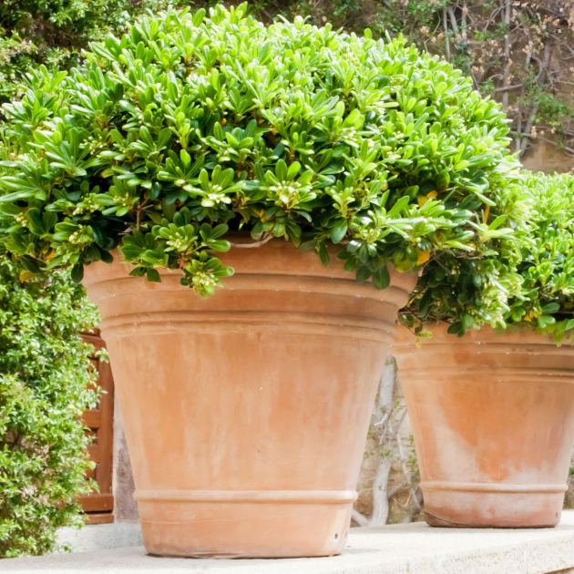  These 5 Fast-Growing Plants Hide AC Units Beautifully and Reduce Sound – Without Blocking Airflow 