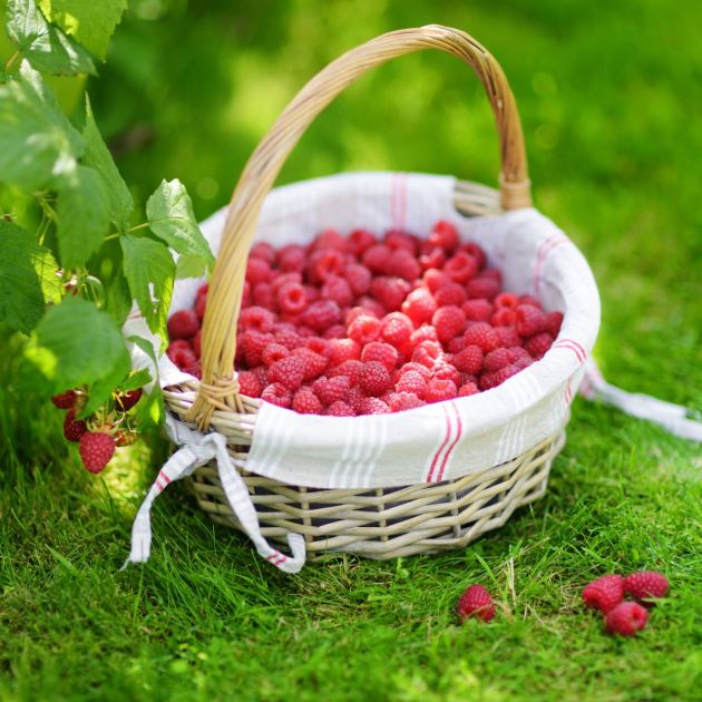  8 Tasty Types of Raspberries You Can Harvest All Season – Mix and Match for Fresh Fruit From Summer Through Fall 