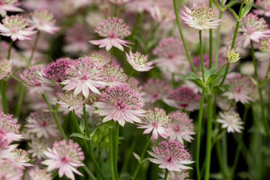 35 tough 'superplants' that will just grow and GROW – almost anywhere