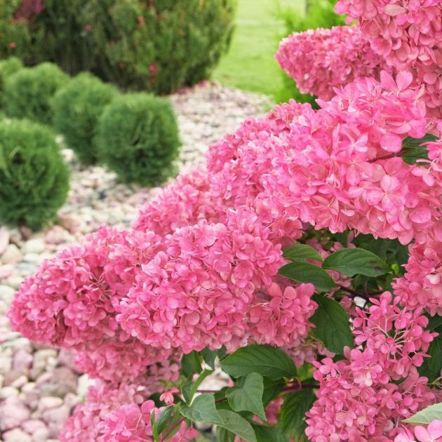  7 Front Yard Plants That Say More About You Than You Think – Here’s What You Need To Know 
