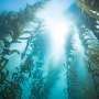 Marine biologists a family history of San Diego's giant kelp over more than four decades