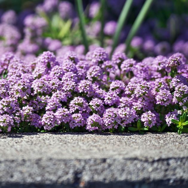  Scent a Path or Driveway With This Resilient Low Growing Plant – it Releases a Cloud of Fresh Fragrance Whenever it’s Stepped On 