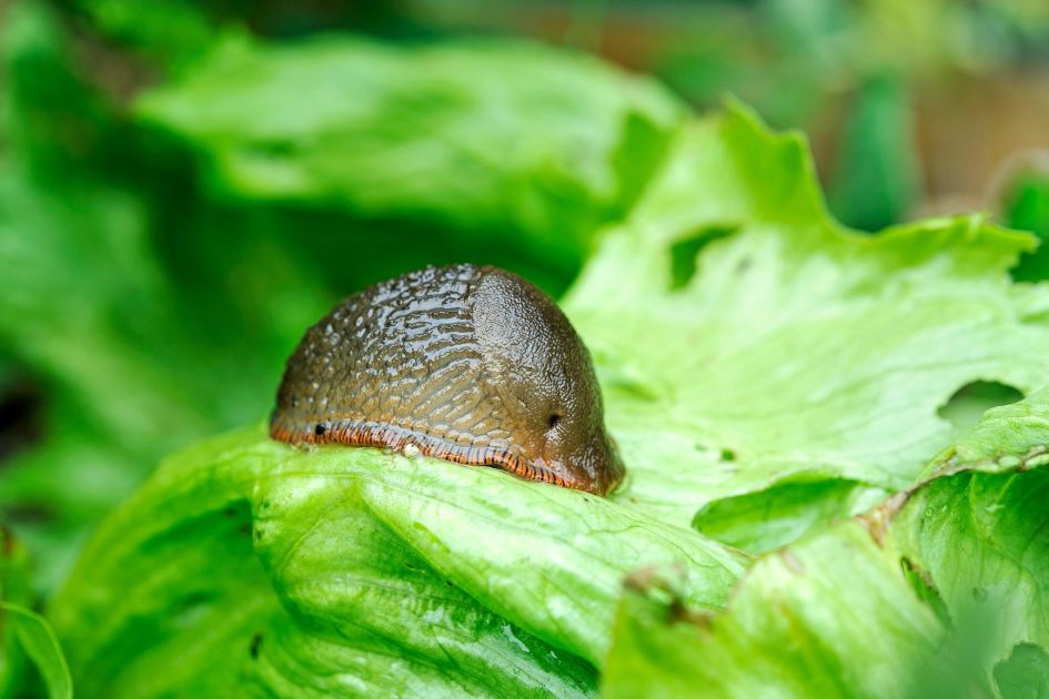 Are slugs eating your seedlings? Here's what to do