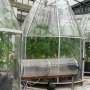 Climate change boosts soybean production but worsens bean quality