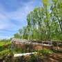 The way trees sway may communicate water stress