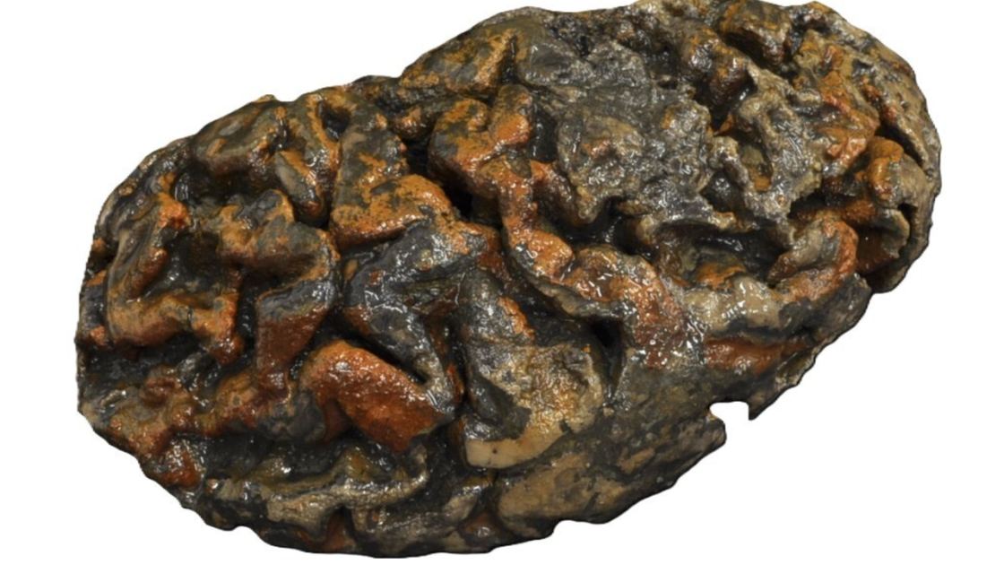  Brains don't always rot: Scientists may finally know how human brains have evaded decay for thousands of years 