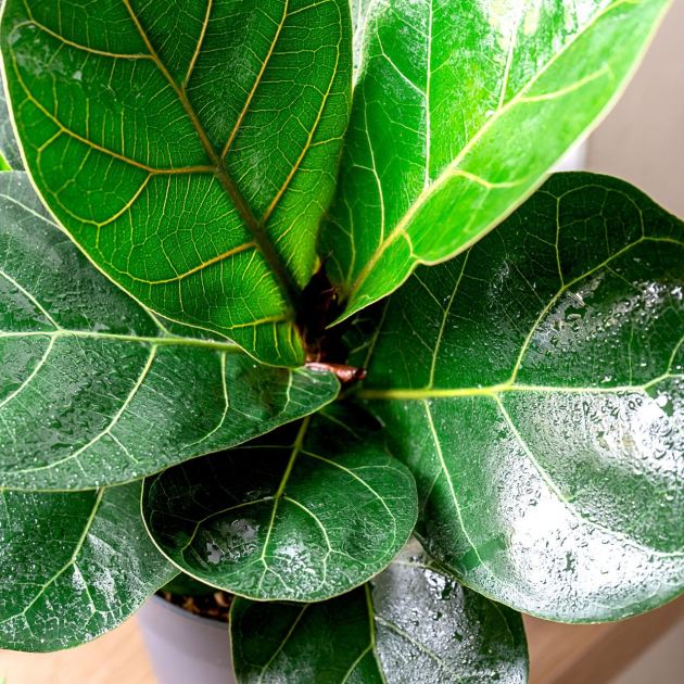  What to Do with Fiddle Leaf Figs in May – 3 Ways to Rejuvenate Your Plant for Lush Growth and Glossy Leaves 