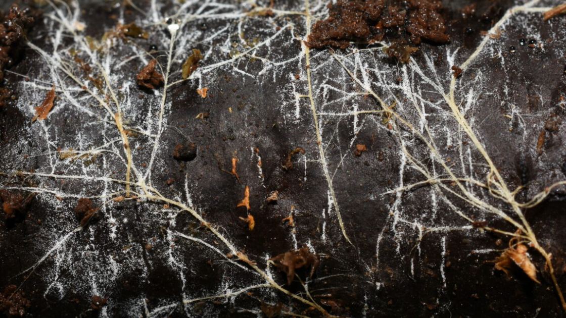 Threads of underground fungal networks are long enough to reach beyond the Solar System