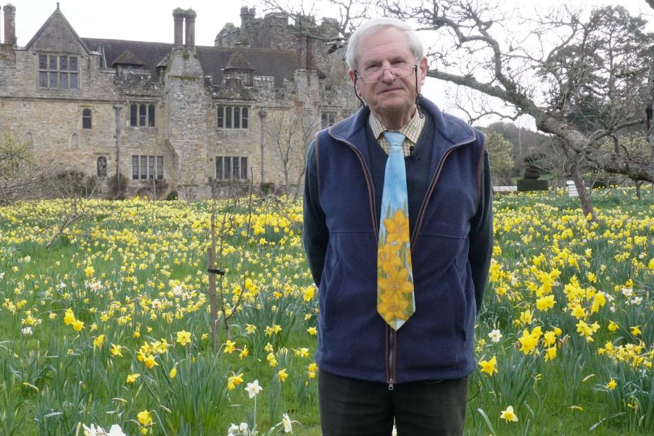 The secret to better daffodil displays, according to an expert