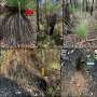 Phytophthora dieback linked to habitat loss and lower digging activity among quendas in Western Australia