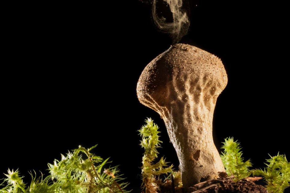 How our ancestors used mushrooms to change the course of human history