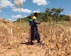 El Niño could push 50m people into acute hunger before end of next year