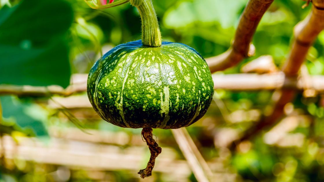  Why Your Winter Squash is Rotting From the Bottom in October – and How to Save the Rest of Your Harvest 