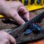 Troubled waters: Jakarta battles deadly, invasive suckerfish