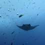 Baby manta rays hunker down close to coasts before facing the open ocean's dangers