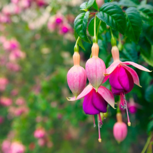  Take Cuttings From These 6 Plants in July and Get Dozens More for Free – Fill Out Your Garden Without Spending a Penny! 