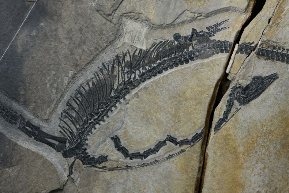 Spectacular fossil preserves internal organs of ancient marine reptile