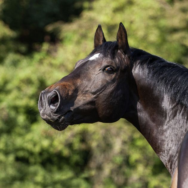 How a Horse Whinnies: With a Whistle and a Song