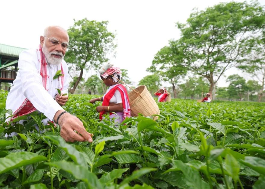 PM Modi visits Assam tea garden, plucks leaves, takes selfies with workers; see pics