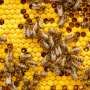 Almost a quarter of Dutch bee colonies did not survive last winter