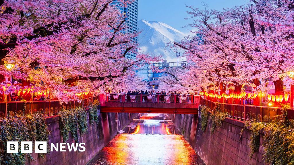 Japan cherry blossom festival cancelled over badly behaved tourists