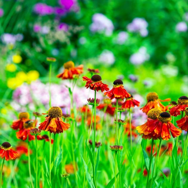  This Natural Tonic Will Revive Every Tired Garden in August, so I Don’t Know Why it’s Such a Well-Kept Secret 
