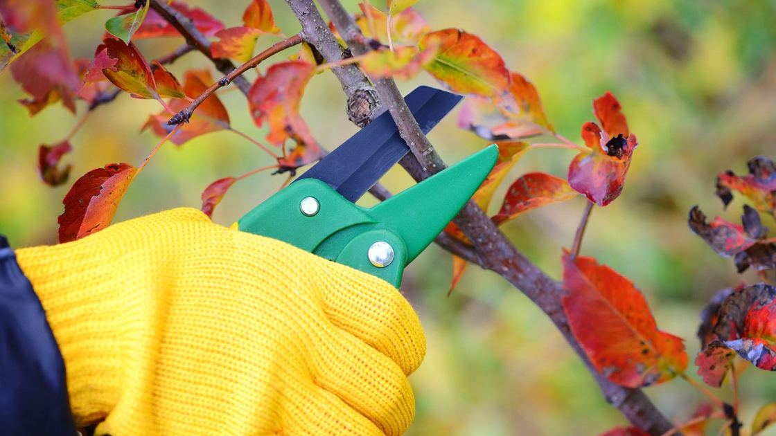  These 7 Plants Need Pruning Before Winter – November is Your Last Chance to Make the Cut 
