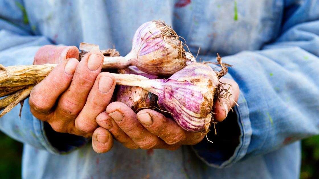  The Expert Secret to Growing Garlic With Plumper Cloves, Even if it’s Your First Time Trying 