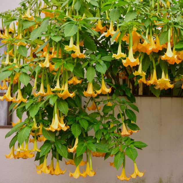  Every Garden Needs One Plant That Smells Better At Night – 7 Fragrant Choices for Dreamy Evenings on the Patio 