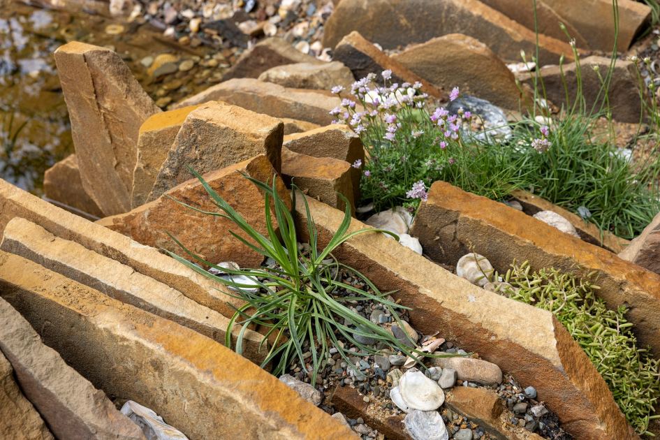 Meet the crevice garden – wild, sculptural and surprisingly easy