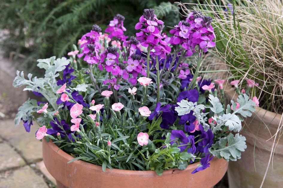 Stuck for planting inspiration? Here's a spring pot you can plant now