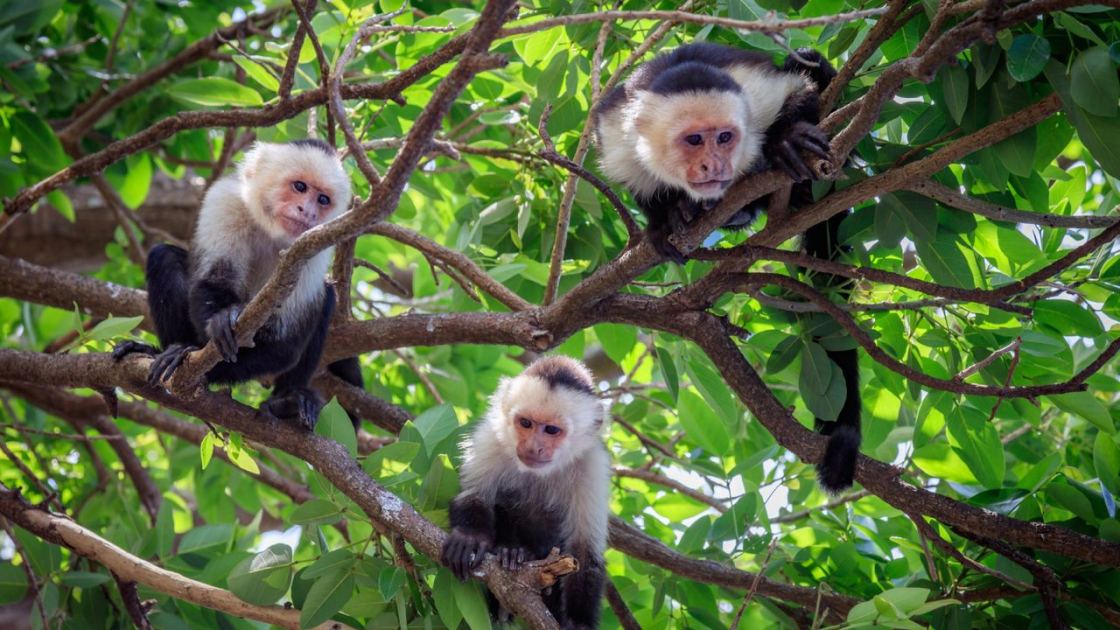  Climate change is driving capuchin monkey mothers to abandon their infants 