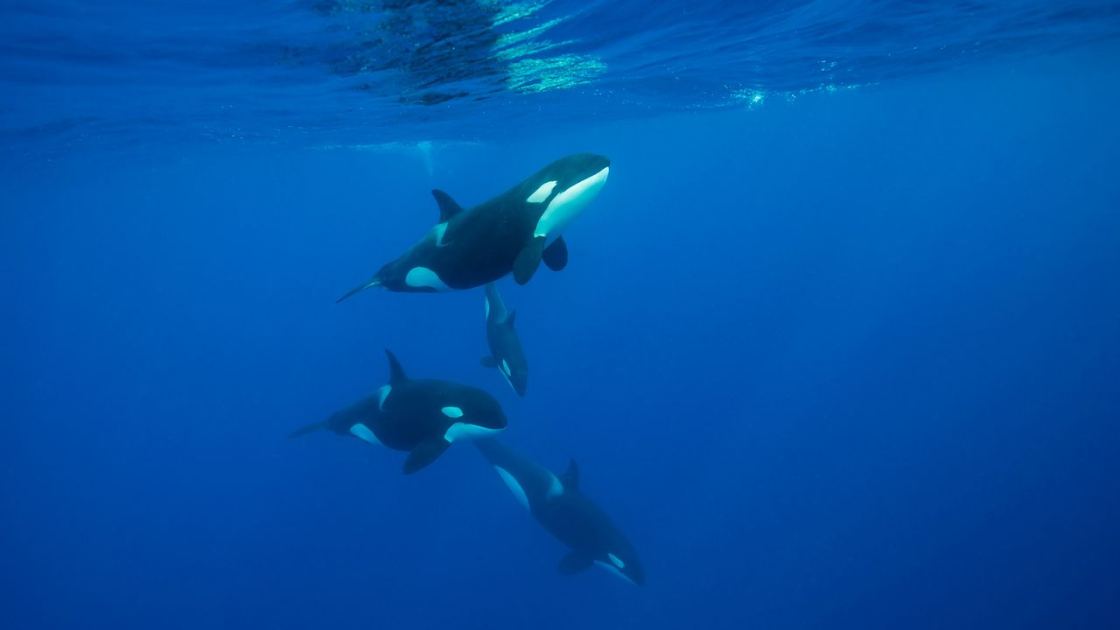  'It was unlike anything I'd witnessed before': Orcas seen headbutting a sunfish so hard that it exploded 