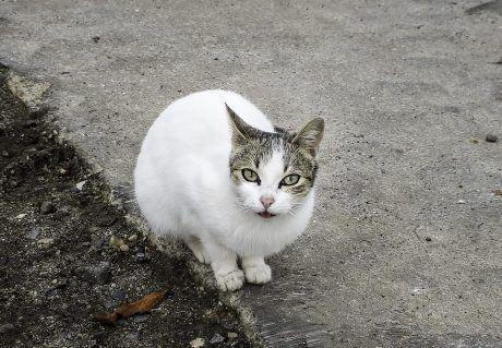 Petition: Justice for Cats in St. Louis Animal Abuse Case