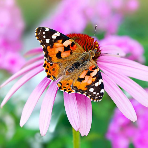  You Already Grow Pollinator Flowers – Now Add the Overlooked Feature That Truly Helps Butterflies Thrive 