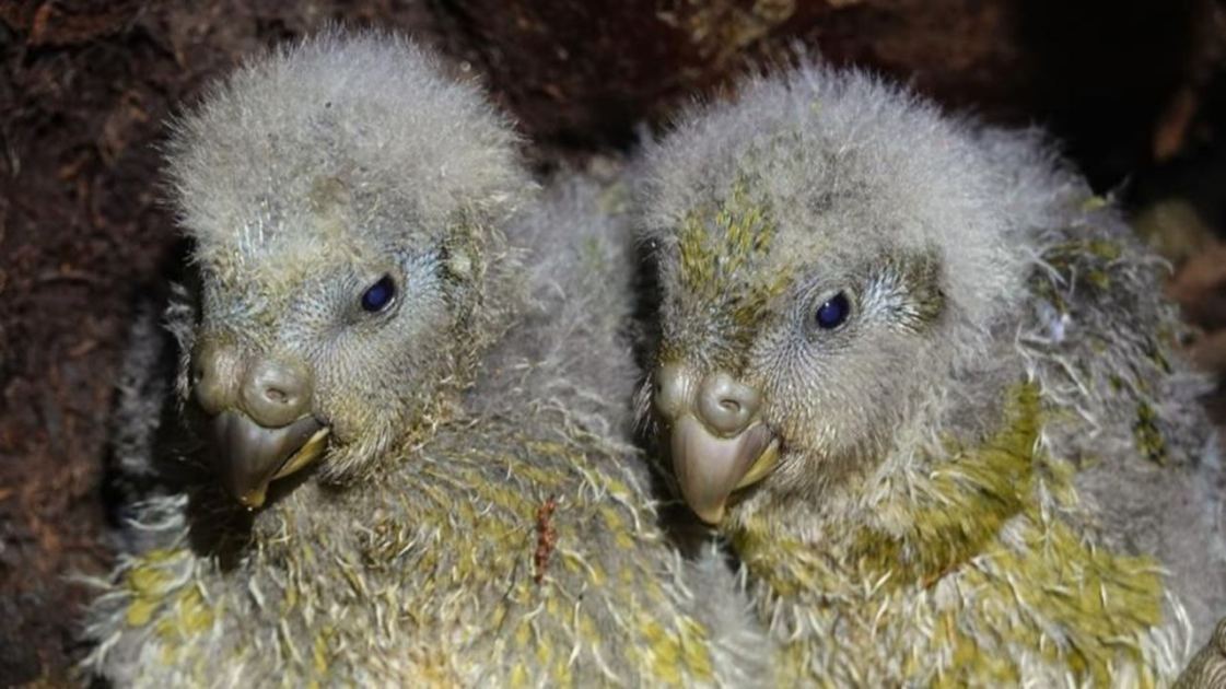  World's fattest parrot — on the verge of extinction 30 years ago — has record-breaking breeding season 