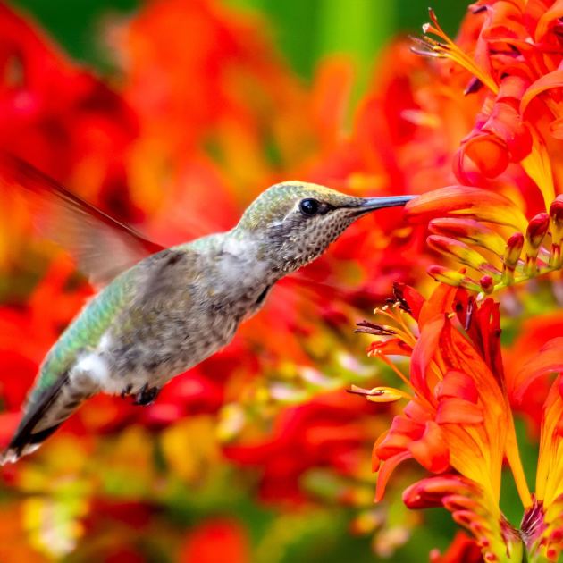  Feeding Hummingbirds This Fall? These 5 Sweet Spot Secrets Help You to Keep Your Hummers Safe and Happy 